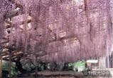 Shoboji Temple (Fujino-dera Temple)