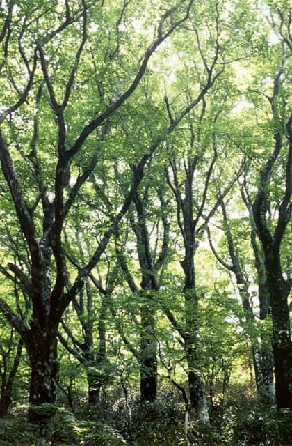 Beech forest in Amagi
