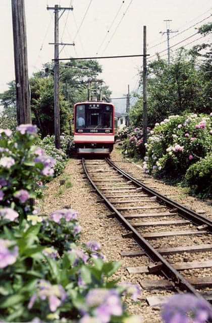 箱根登山鉄道沿線のアジサイ