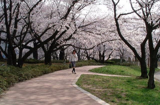 開成山公園の桜