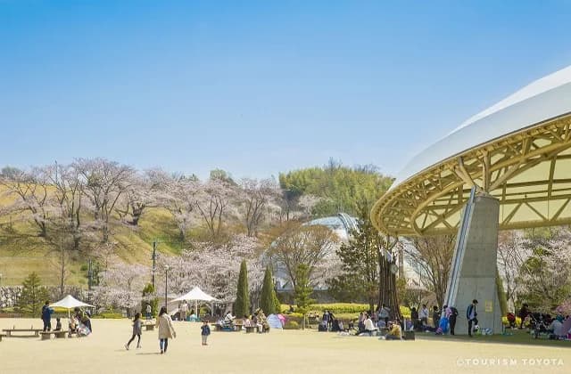 Sakura at Kuragaike Park