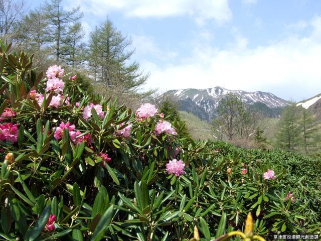 アズマシャクナゲ