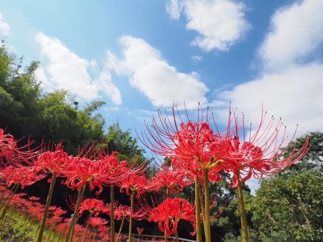 Ninomiya Town Radian Hana no Oka Park cluster amaryllis