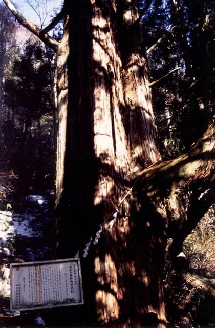 Kumano Shrine Osugi in Naruo