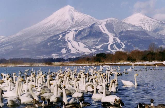 Large swan and small swan