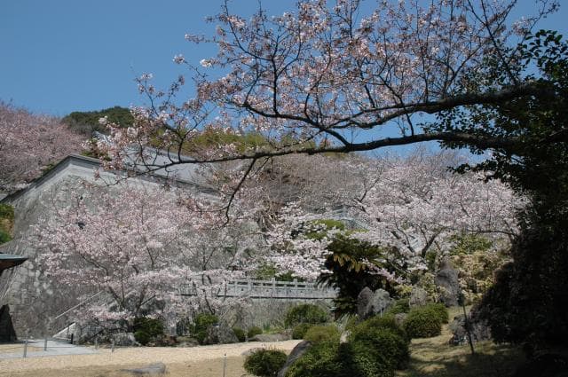 Cherry blossoms at Enjoji Temple