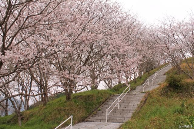 Senbon Park Cherry Blossoms