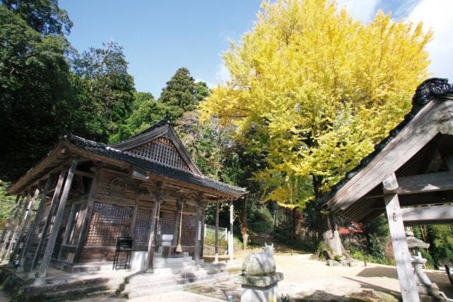 Large ginkgo (autumn leaves) of Tohorin-ji Temple