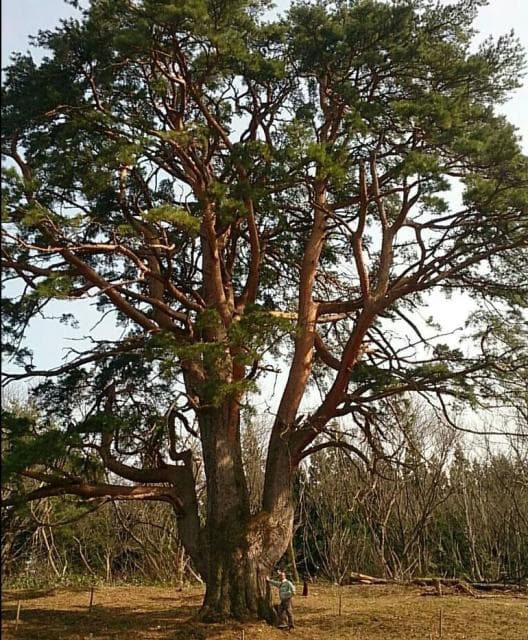 Pine and People in the Sky