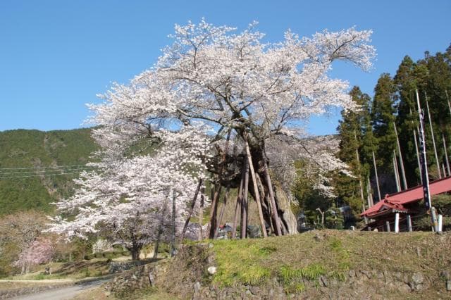 The Millennium Cherry Blossoms in Hongo