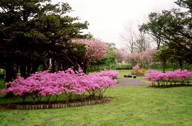 Bansui Forest