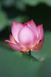 Lotus of Nyohoji