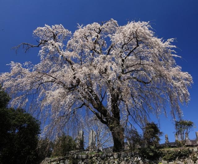 Itozakura between Hara