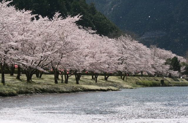 Sports Park Cherry Blossom