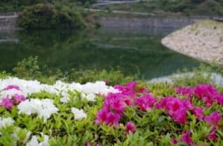 Yashiro Dam Park / Azalea