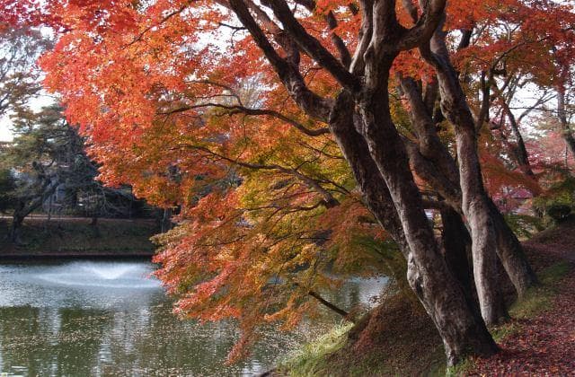 Autumn leaves at Tanakura Castle Ruins