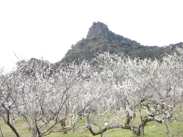 Mifunegaoka Umebayashi