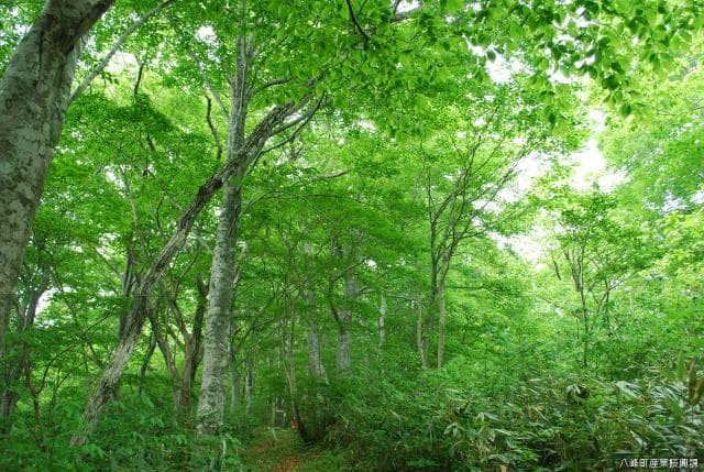 水沢ブナの森