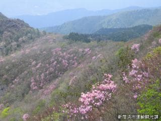 Akebono Azalea on the north side of Nishi-Akaishi
