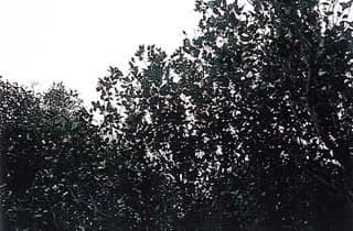 Mt. Kasa-yama Korai Tachibana native fabric