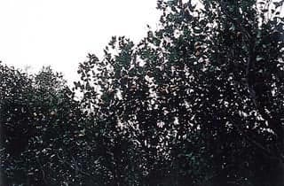 Mt. Kasa-yama Korai Tachibana native fabric