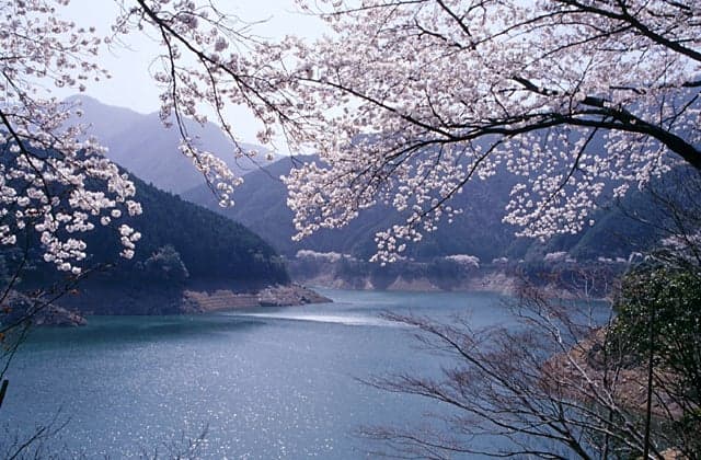 Cherry blossoms at Miyakawa Dam Lake