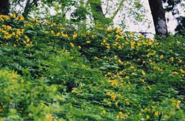 Yamabuki grass at Hokyoji Temple