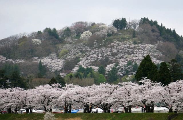 Cherry blossoms in Koshiroyama