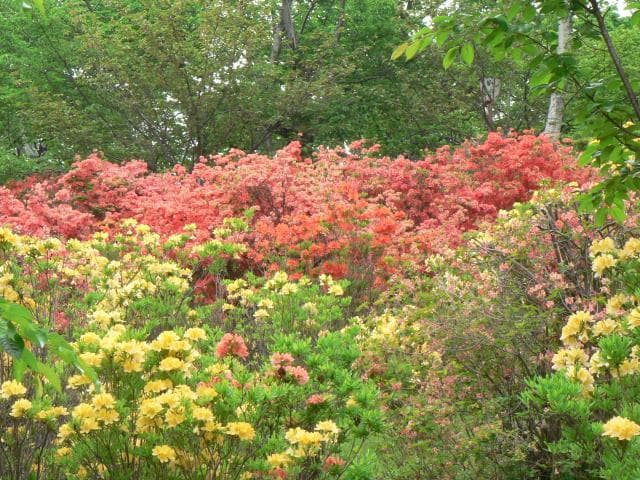 東明公園のツツジ