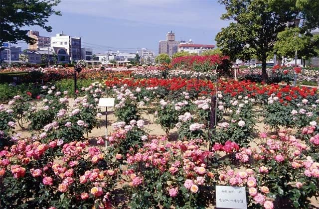 ばら公園のバラ