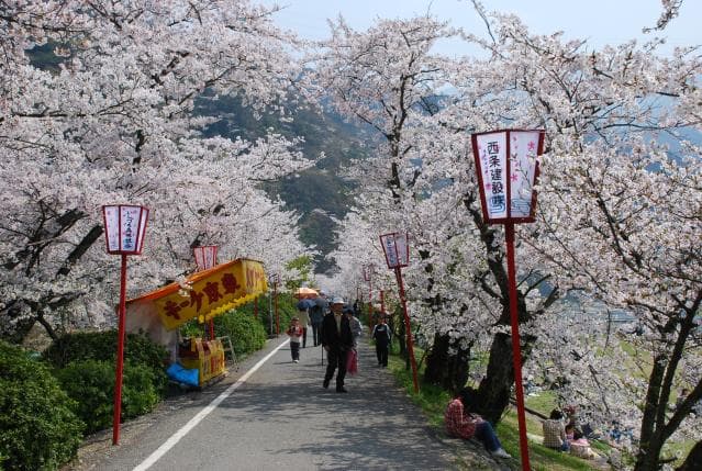 Takejo Park Cherry Blossom