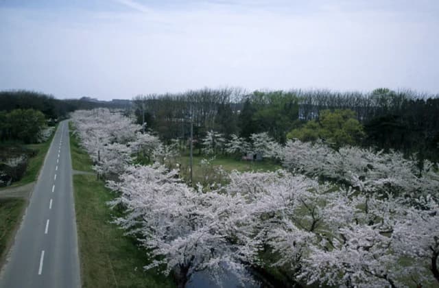 Lake Ogawara Senbonzakura