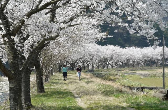 Cherry blossoms