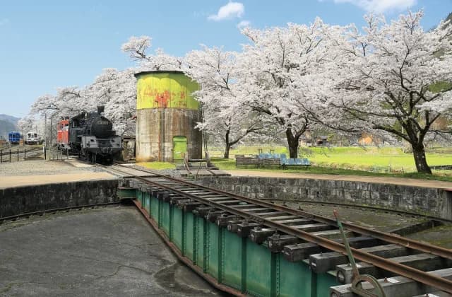 Cherry blossoms