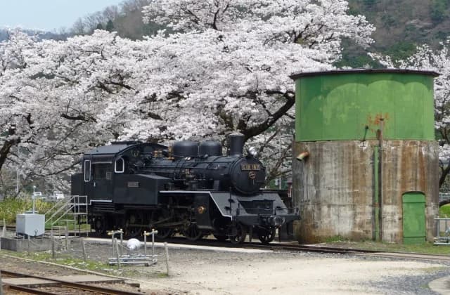 Cherry blossoms
