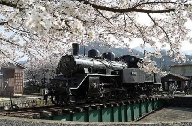 Cherry blossoms