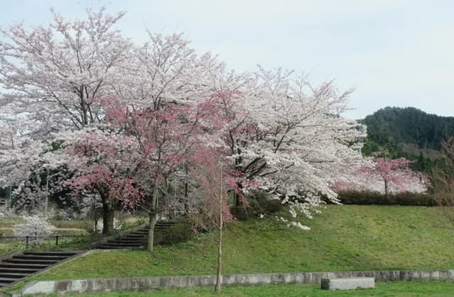 Cherry blossoms