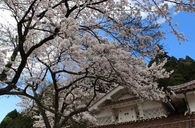 Cherry blossoms
