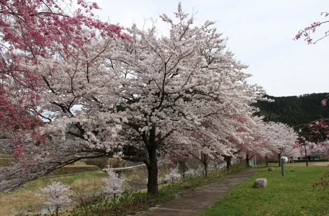 Cherry blossoms