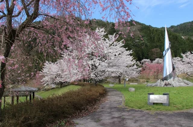 Cherry blossoms