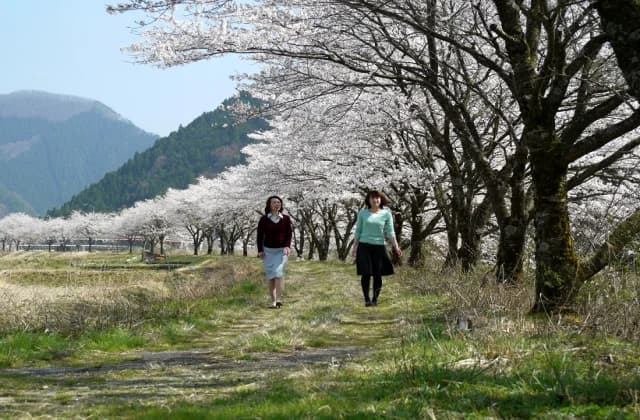 Cherry blossoms