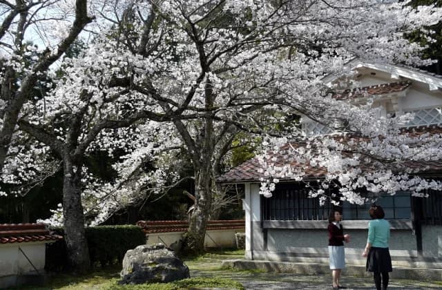 Cherry blossoms