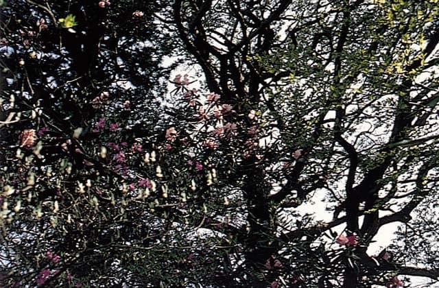 Rhododendron and Akebono Azalea