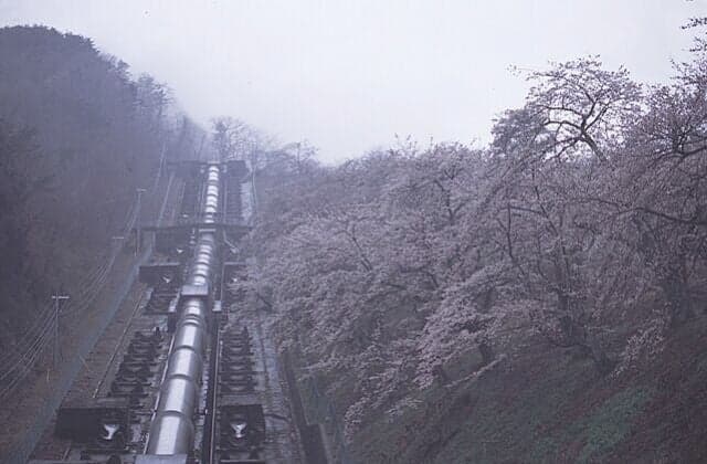 Cherry blossoms at Shikadome Power Station