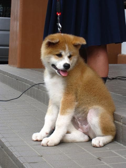 "Yume" given to the Russian President