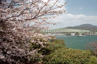 Seto Park/Sakura
