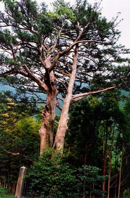 Hidari Maki Gaya in Kumano