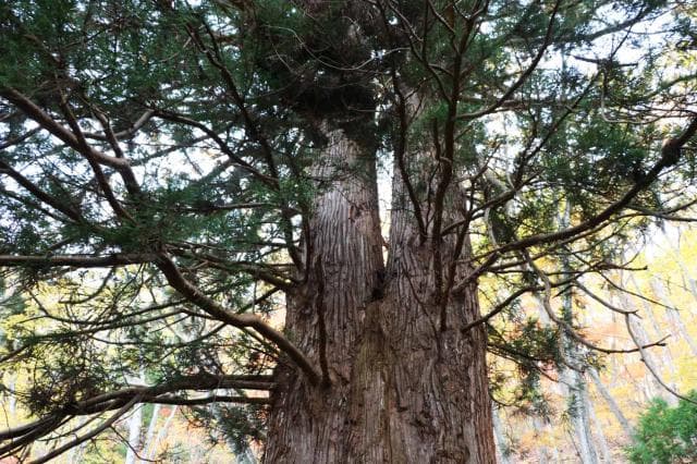 Married couple cedar