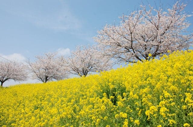 Sakura along the Tanida River