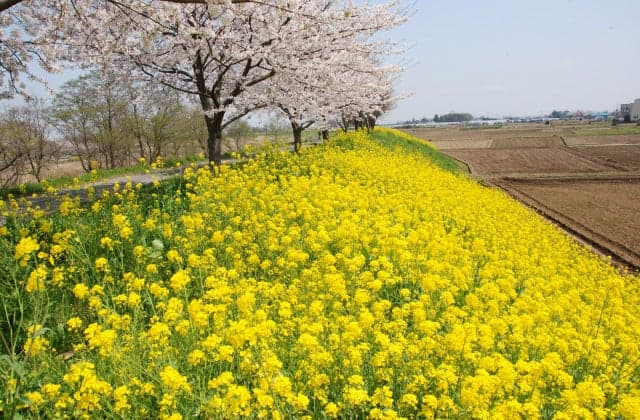 Sakura along the Tanida River